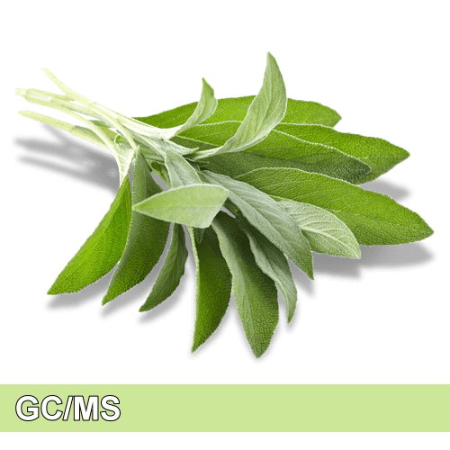 Sage-鼠尾草